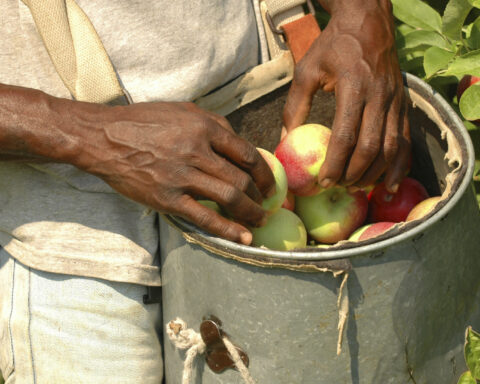 migrant workers temporary migrant workers