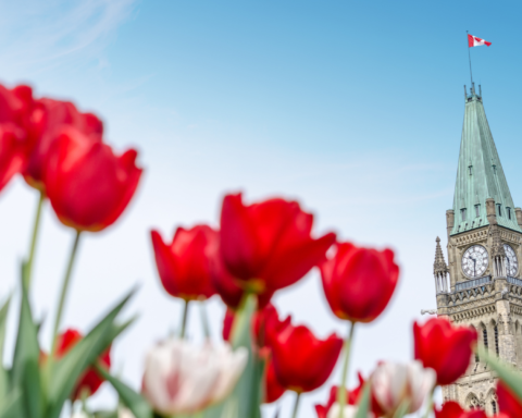 Immigration Canada Ottawa Tulip Dutch Royal Family Princess Margriet