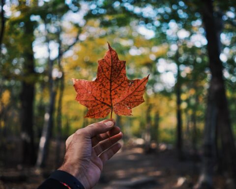 A person holding a red maple leaf, a symbol of Canada and immigration aspirations through IRCC.