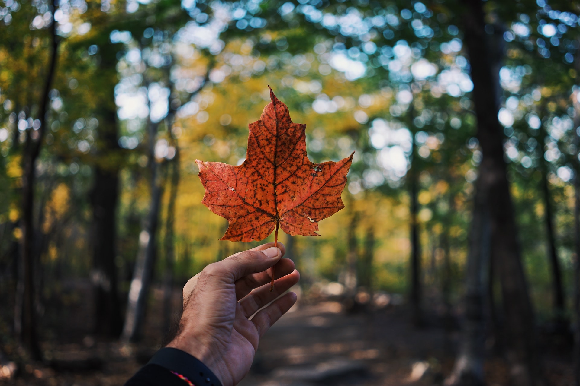 A person holding a red maple leaf, a symbol of Canada and immigration aspirations through IRCC.