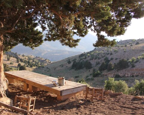 le cèdre libanais