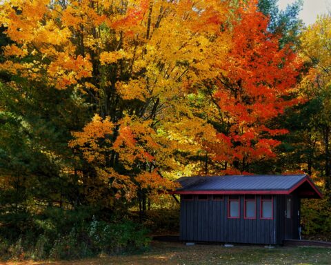 Fall trees - Mohamed/Unsplash
