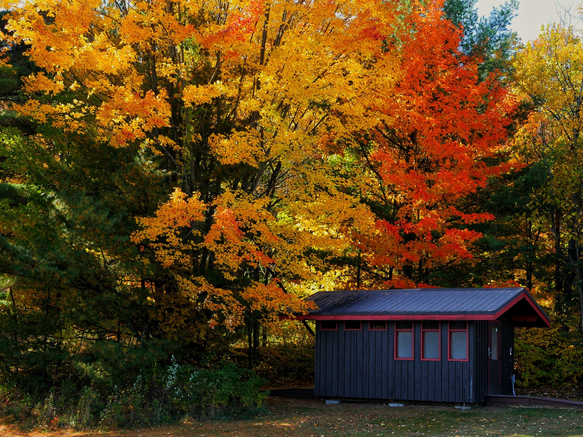 Fall trees - Mohamed/Unsplash