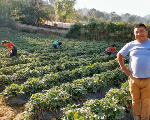 Un homme pose devant une plantation de fraises