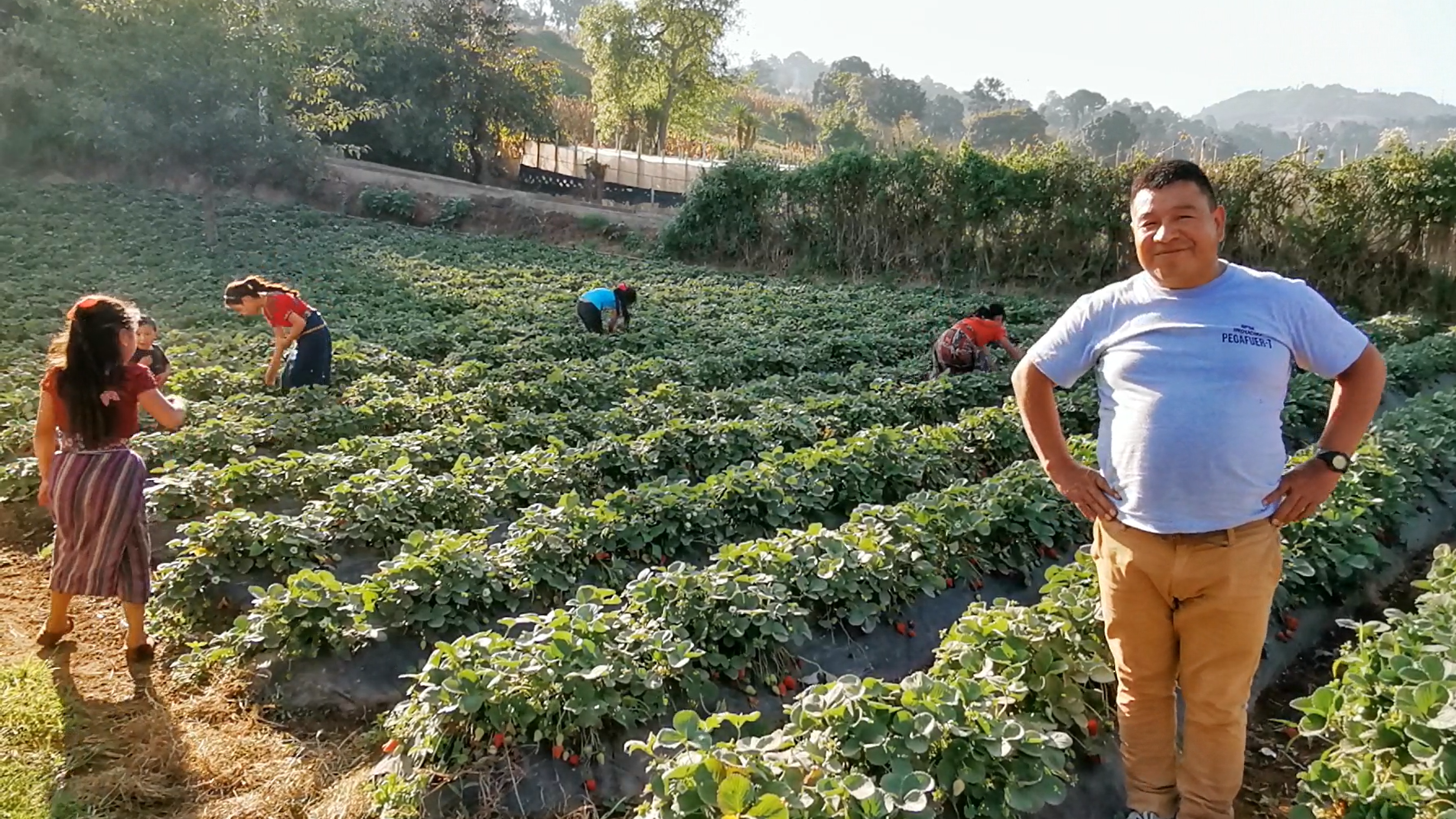 Un homme pose devant une plantation de fraises